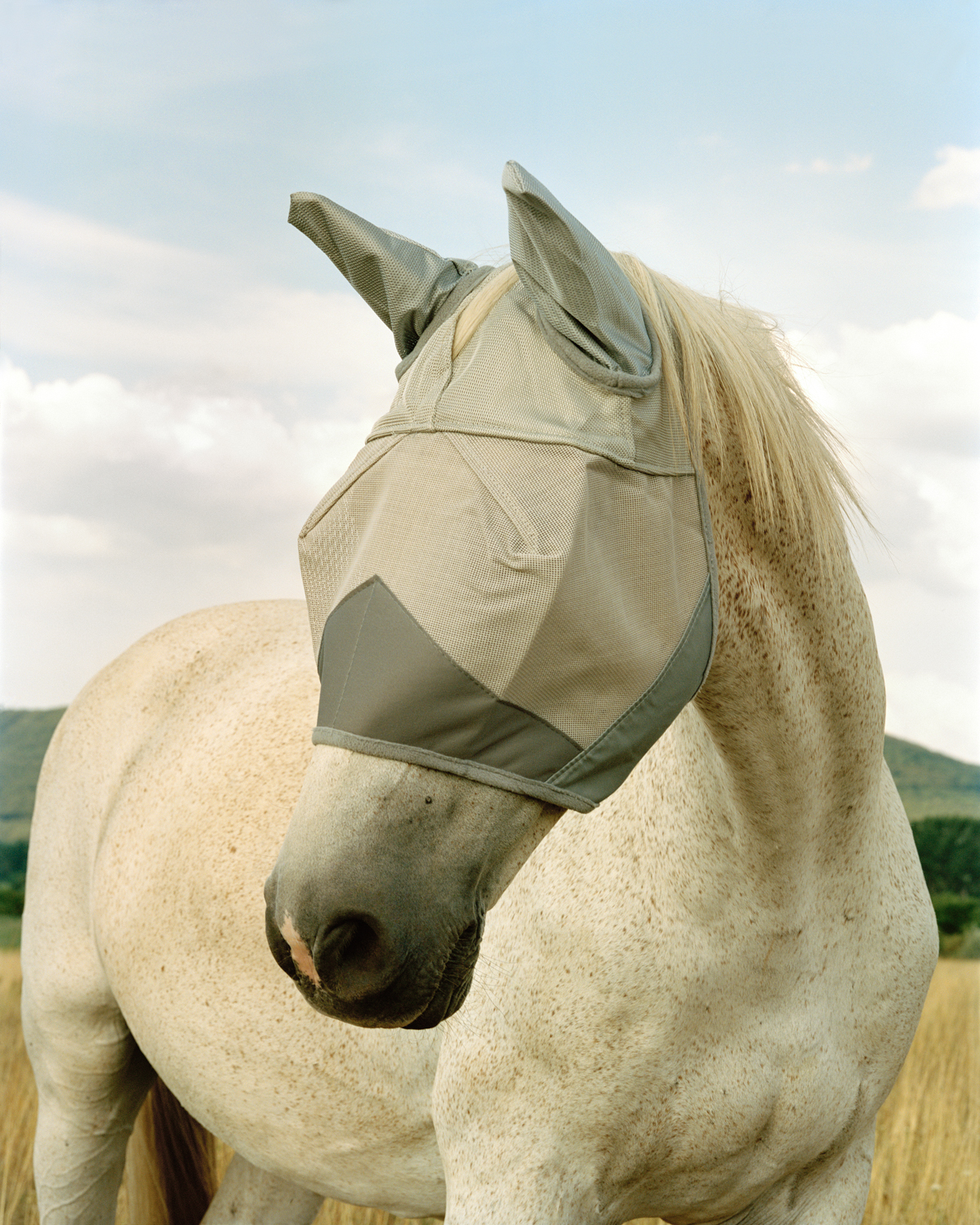 GEIBL Kata_18_There is Nothing New Under the Sun_The Race Horse_2022_archív pigment nyomat, barit papír_80×100 cm
