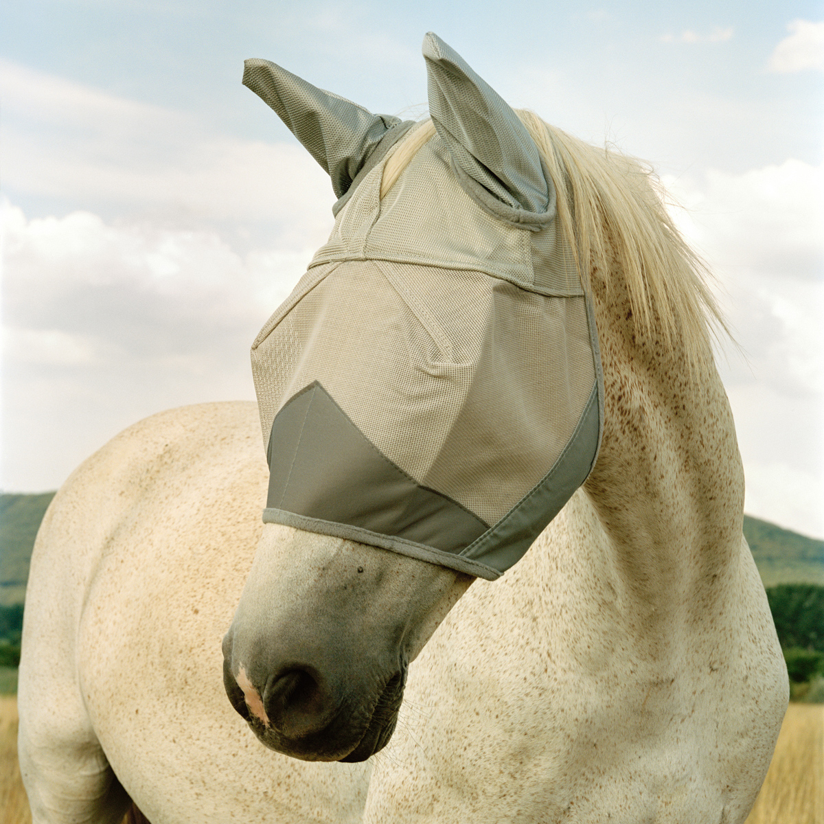 GEIBL Kata_18_There is Nothing New Under the Sun_The Race Horse_2022_archív pigment nyomat, barit papír_80×100 cm_crop